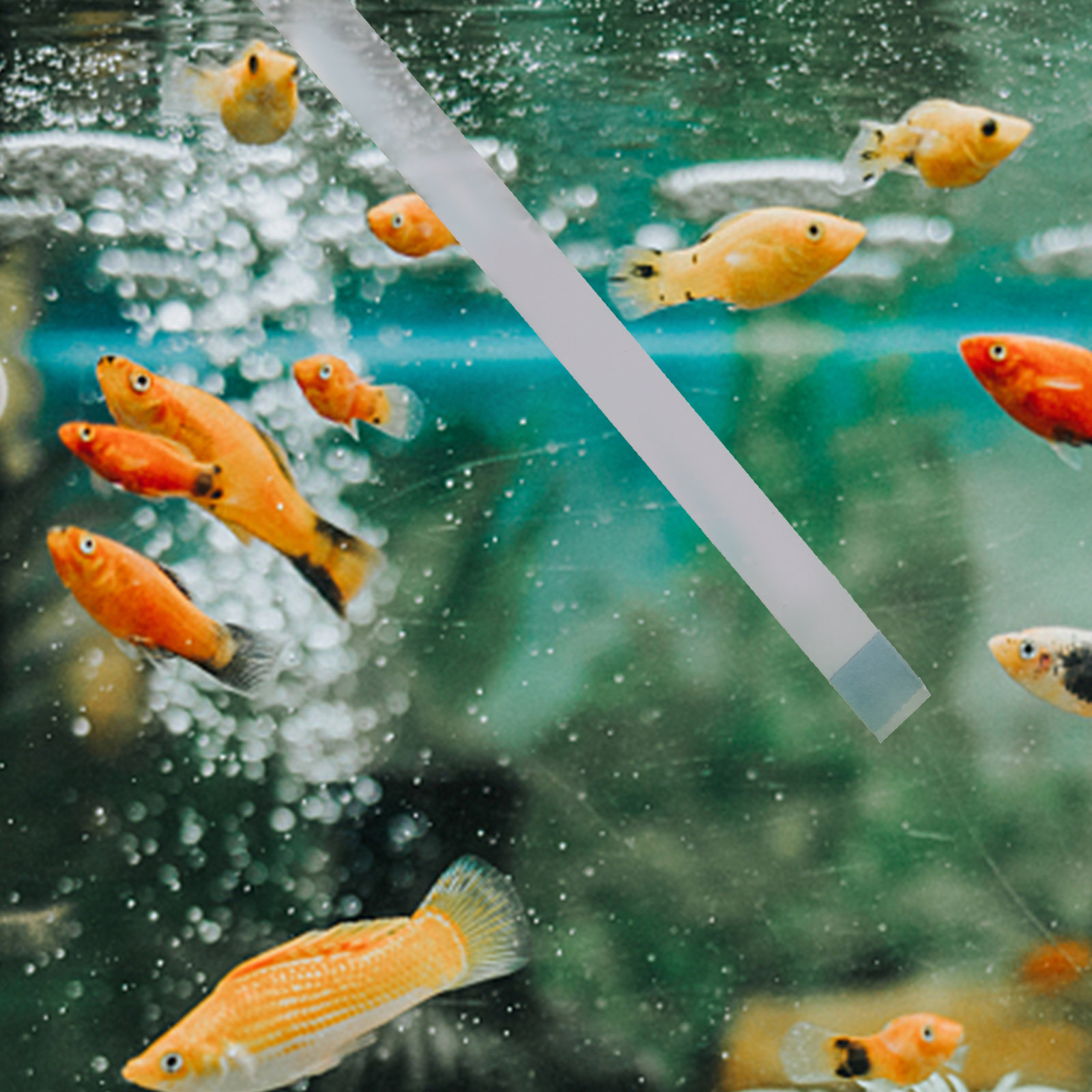 Aquarium Fish Quality - Yüzme Havuzu Test Şeritleri, Jakuzi Spa