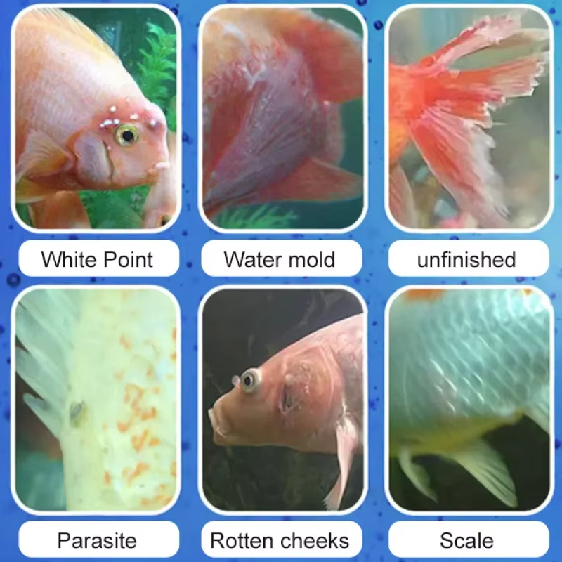 SIKEZHAN Balık Hastalığı Tedav - Aquarium Fish Quality incelemesi ve fiyatı